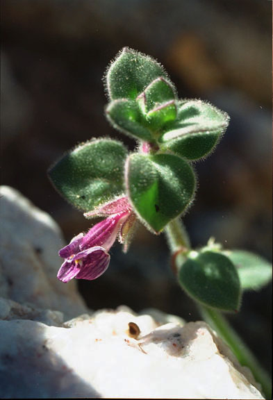 Pseudorontium cyathiferum